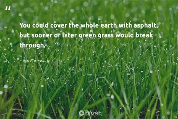 Green Grass Quotes: Inspiring Words to Elevate Your Perspective